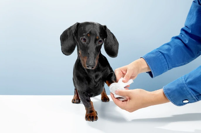 Productos veterinarios farmacia consell